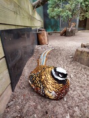 Golden Pheasant Resting on Sand in an Enclosure