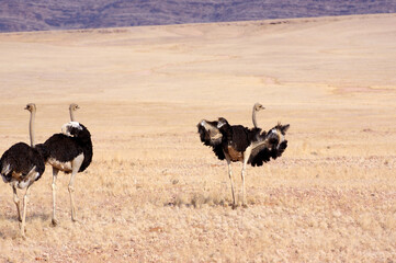 Autruche en namibie
