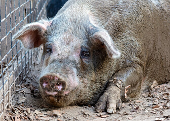 Closeup headshot of a pig wallowing in mud