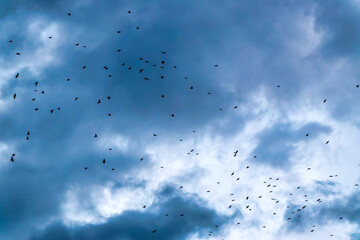 Starlings Murmurating at Dusk