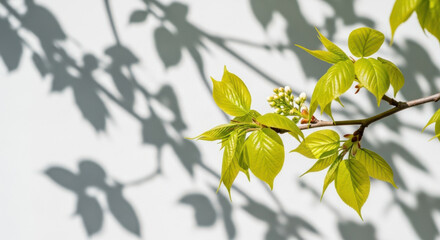 A branch with green leaves casts a shadow against a white wall in spring  