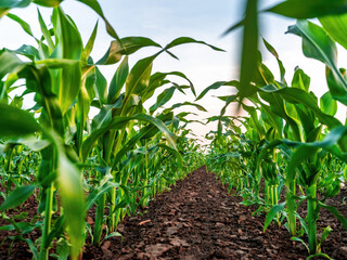 Green cornfield growing in fertile farm soil
