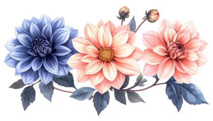 Watercolor-style floral arrangement with three dahlias and buds on black