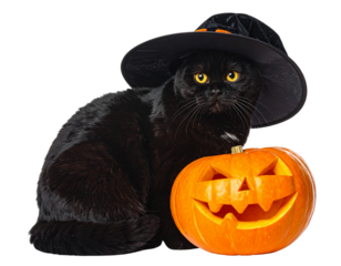 Fat Scottish Black Cat in witch hat with halloween pumpkin isolated on transparent ba