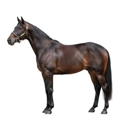 Obraz premium Majestic equine portraiture highlighting the graceful poise and refined physique of a horse