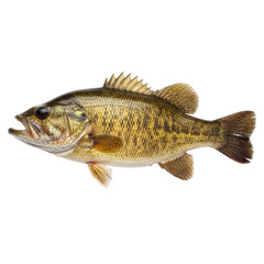 Fototapeta premium Majestic Largemouth Bass Portrait Highlighting Intricate Scales on Isolated Field