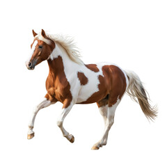 Obraz premium Magnificent equine with striking coat gallops, embodying strength and untamed spirit against a