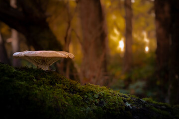 Setas que aparecen en el otoño