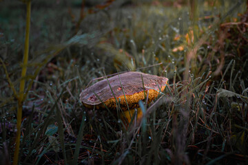 Setas que aparecen en el otoño