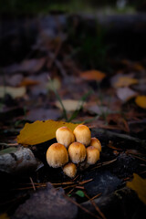 Setas que aparecen en el otoño