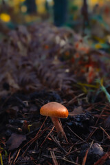 Setas que aparecen en el otoño