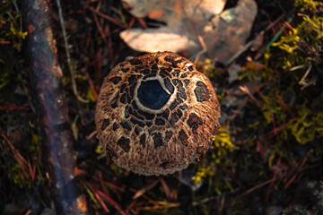 Setas que aparecen en el otoño