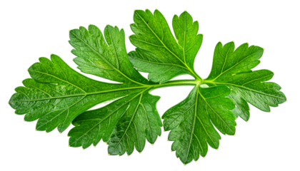 Isolated vibrant green parsley leaf with serrated edges against a black backdrop