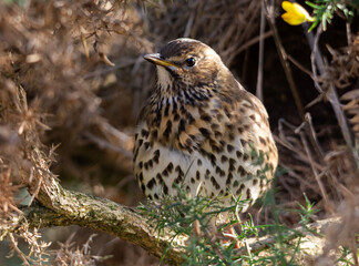 Song Thrush posing in the bracken