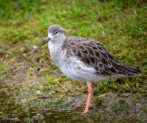 Ruff on the seashore