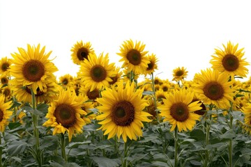 Yellow Sunflowers Field In Daylight