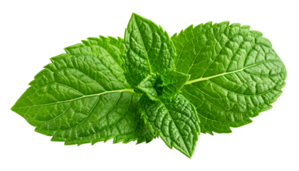Close-up of vibrant green mint leaves, textured with veins, against black