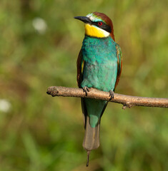 Bee-eater on a branch