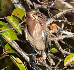 Green Heron on a branch