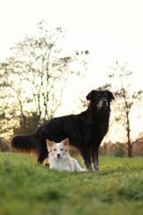 Black and white dog are at park