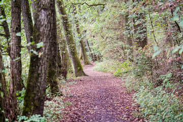 Wanderweg rund um den See von Appelbeck im Herbst