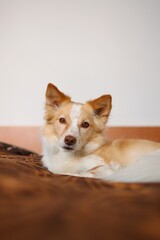Sweet little puppy sleep at bed