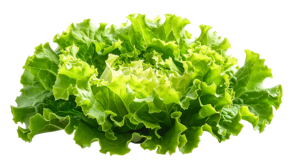 A vibrant, fresh head of leafy green lettuce, isolated on a black background