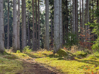 Forest path through tall pine trees with sunlight on mossy ground. Peaceful woodland trail in early autumn