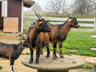 Three brown and black goats with horns standing on a round wooden platform near a barn