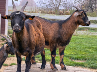 Two brown and black goats with horns standing on a wooden platform in a grassy farm field.
