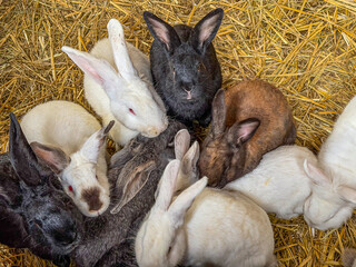 A group of rabbits of various colors cuddling together on straw in a cozy farm setting
