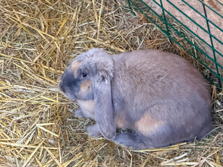 A cute lop-eared rabbit resting on straw inside a pen, captured in a calm and cozy farm
