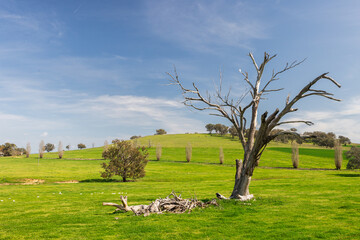 Dead gnarly tree in a rural landscape Australia