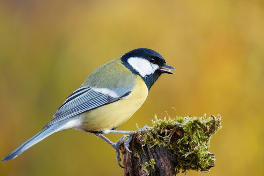 Great Tit (Parus major) perched on a mossy log with an autumnal background