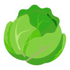 vector illustration of a cabbage