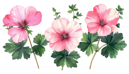 Watercolor depiction of three pink geranium flowers with green foliage against black