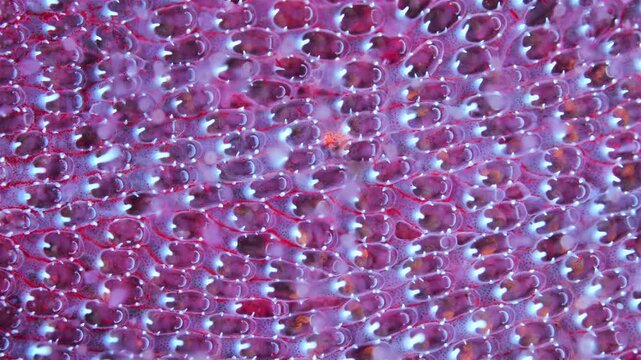 Colony of Bryozoa Electra pilosa under microscope, family Electridae. Under ultraviolet light. White Sea.