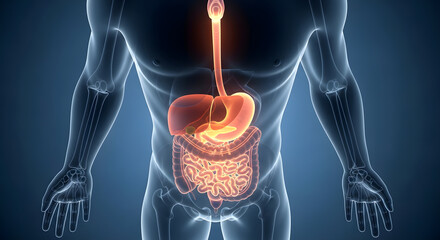 Human Digestive System Anatomy Illustration Medical Healthcare Concept