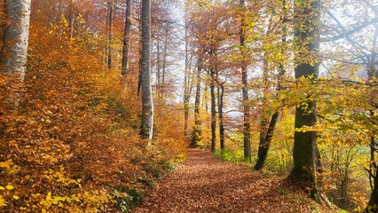 Obraz premium A peaceful autumn forest scene filled with warm yellow, golden, and rust-red tones. A quiet footpath covered in brown leaves leads through the lush forest