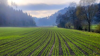 A peaceful landscape of a freshly sown field featuring bright green, perfectly symmetrical lines of...