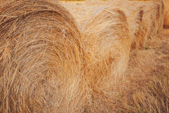 Bales of hay neatly arranged in a golden field during late afternoon sunlight near a rural farm