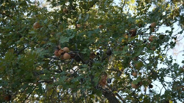 Green oak leaves with gall formations on branches