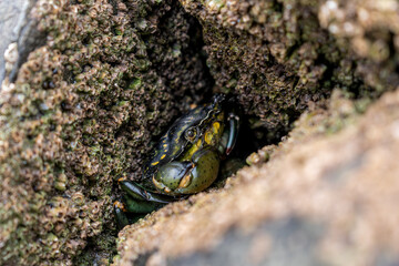 Illustration of Brittany in France, granit, sea, land