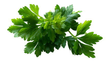 Fresh green parsley sprig, vibrant culinary herb, isolated on transparent background for design elements