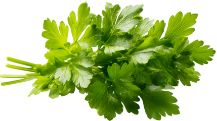 Fresh italian parsley bundle closeup with vibrant green leaves on transparent background for culinary designs