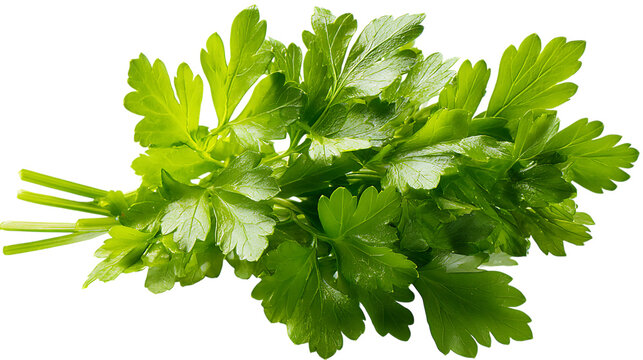 Fresh italian parsley bundle closeup with vibrant green leaves on transparent background for culinary designs - Powered by Adobe