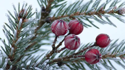 Close-up of frosted pine needles and red berries in winter. - Powered by Adobe