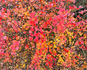 Vibrant autumn shrub with bright red, orange and yellow leaves. Natural fall foliage background with rich seasonal colors. Perfect for nature themes, textures, seasonal designs and botanical projects.