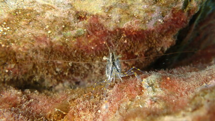 Rockpool prawn or grass prawm (Palaemon elegans) undersea, Ligurian Sea, Italy, Imperia