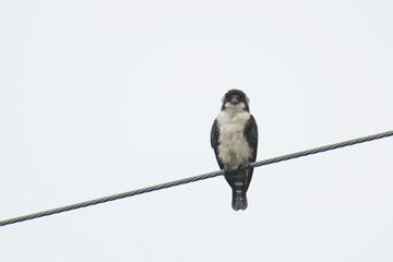 White-fronted falconet perched on power lines. Bird watching in natural habitats in the forest.